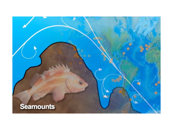 Seamounts