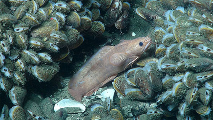 Mysteries of the Deep: Exploring Canyons along the Atlantic Margin