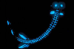 Bioluminescence