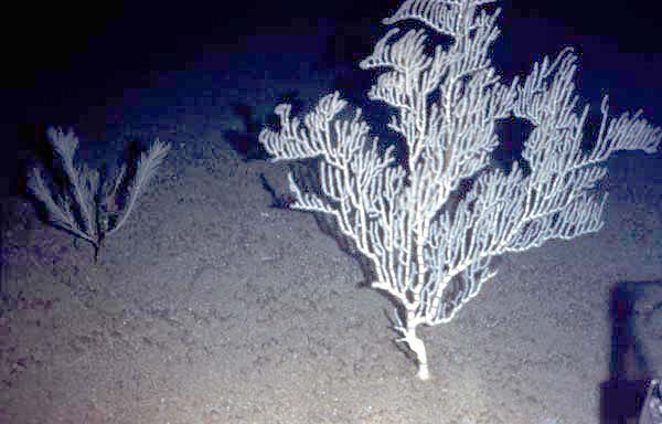 Bamboo coral