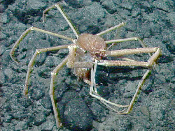 Spider crab eating another spider crab