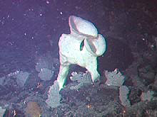 Elephant sponge