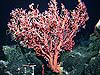 Large pink sea fan