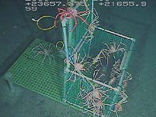 Crab pot with deep sea spider crabs