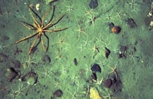 Arctic brittle stars