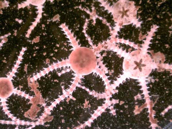 Arctic brittlestars