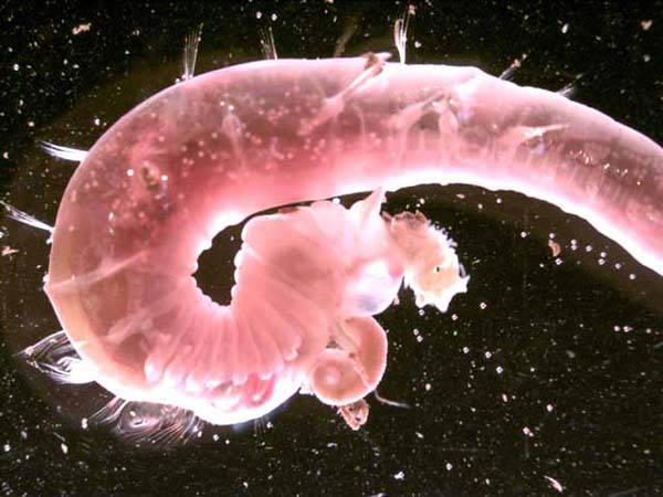 Polychaete worm