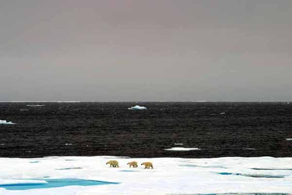 polar bears