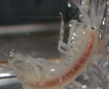 Gammarus wilkitkii, a carnivorous amphipod