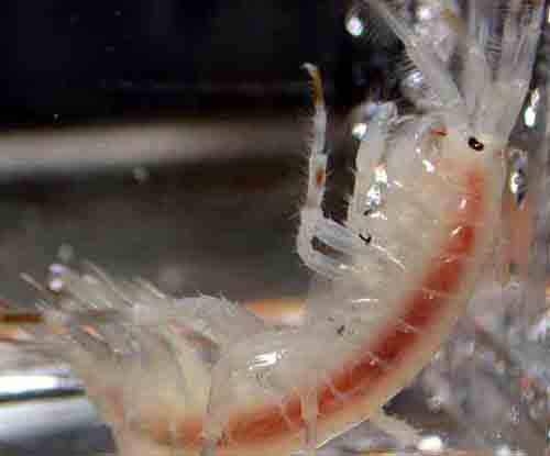 Gammarus wilkitzkii, a carnivorous amphipod