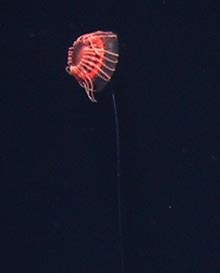 midwater hydromedusae Atolla tenella