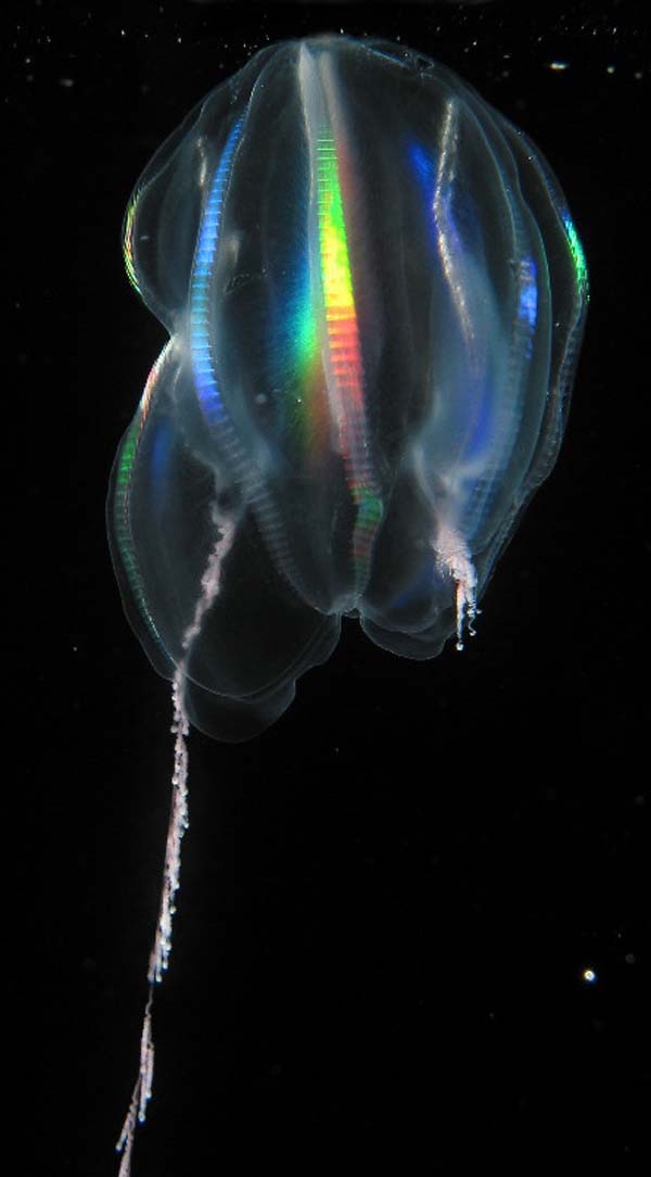 the ctenophore Mertensia ovum