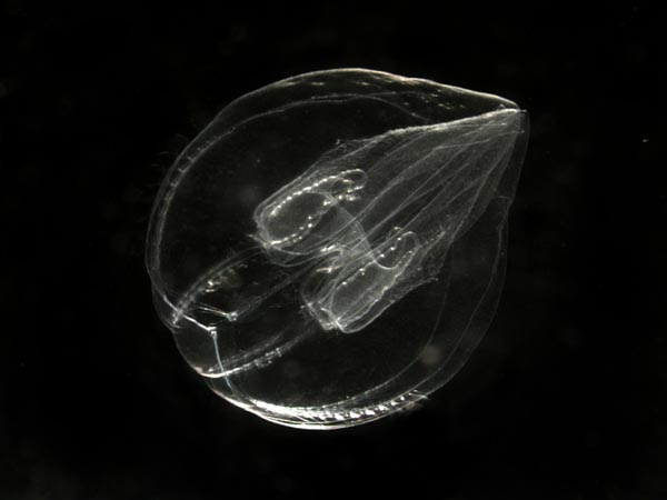 The juvenile Bolinopsis ctenophore.