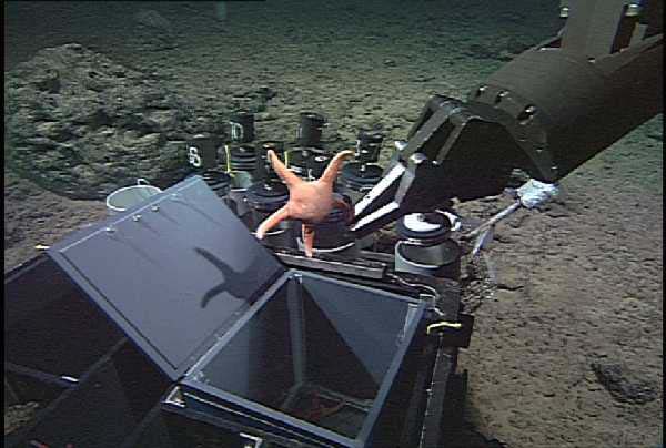 ROV Tiburon manipulator arm and “bio box”