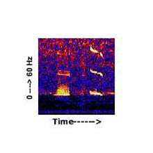 Spectogram of a Blue whale