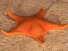 Bright orange seastar