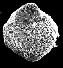 Ciliated larva of a tubeworm