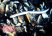 Deep-sea mussels living on the “shore” of the Brine Pool.