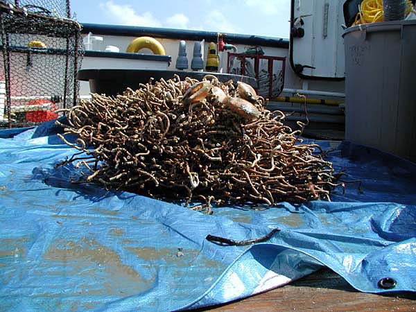 growth pattern of the tubeworm bush