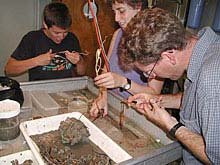 Scientists removing tubeworms from their stiff tubes