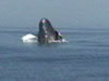 Breaching humpback