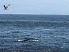 A feeding frenzy above and below the sea surface