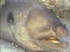 moray eel video