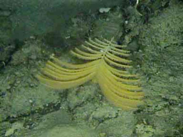 Tanish/orange colored sea fan