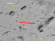 Bacteria from a sponge cell suspension