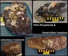 Various rocks collected during the Charleston Bump Expedition