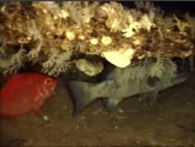 Wreckfish and red bream share space under a slab of manganese-phosphorite covered with soft corals and anemones.