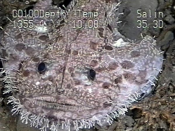 Goosefish over Lophelia Coral Banks.