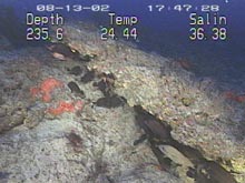 Outer Shelf Reefs located off Cape Fear, NC.