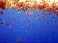 Filefishes and triggerfishes using Sargassum habitat