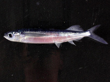 Small wing flyingfish, Oxyporhamphus micropteru