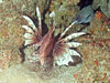 lionfish