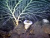 Callogorgia coral along with a solitary cup coral