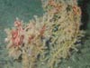 A large number of basket stars were found entwined within this octocoral