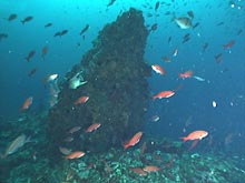 Thick clouds of fish around one of the basalt spires at Alderdice Bank