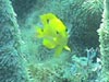 Juvenile threespot damselfish in a pillar coral (Dendrogyra cylindrus)