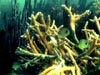 Foureye butterflyfish (Chaetodon capistratus) in a colony of Acropora cervicornis (stag horn coral)