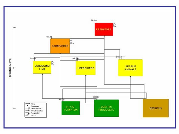 Simplified flow diagram showing the flow of energy, as food, through an idealized coral reef model