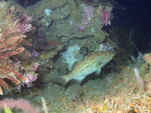 A juvenile scamp (Mycteroperca phenax)