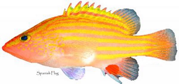 The Spanish flag (Gonioplectrus hispanus)