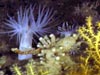 White anemones were found intermingled with orange gorgonian.