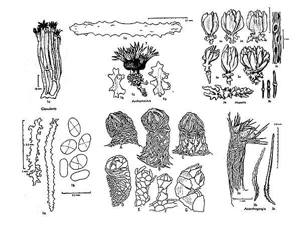 Different forms of soft coral development