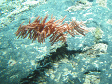 Bathypathes sp, a type of black coral undewater