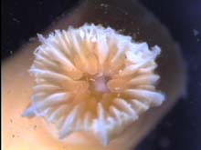 Orange siphonophore