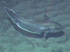 A deep sea Roundnose Grenadier.