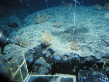 Coral and Sponge Garden